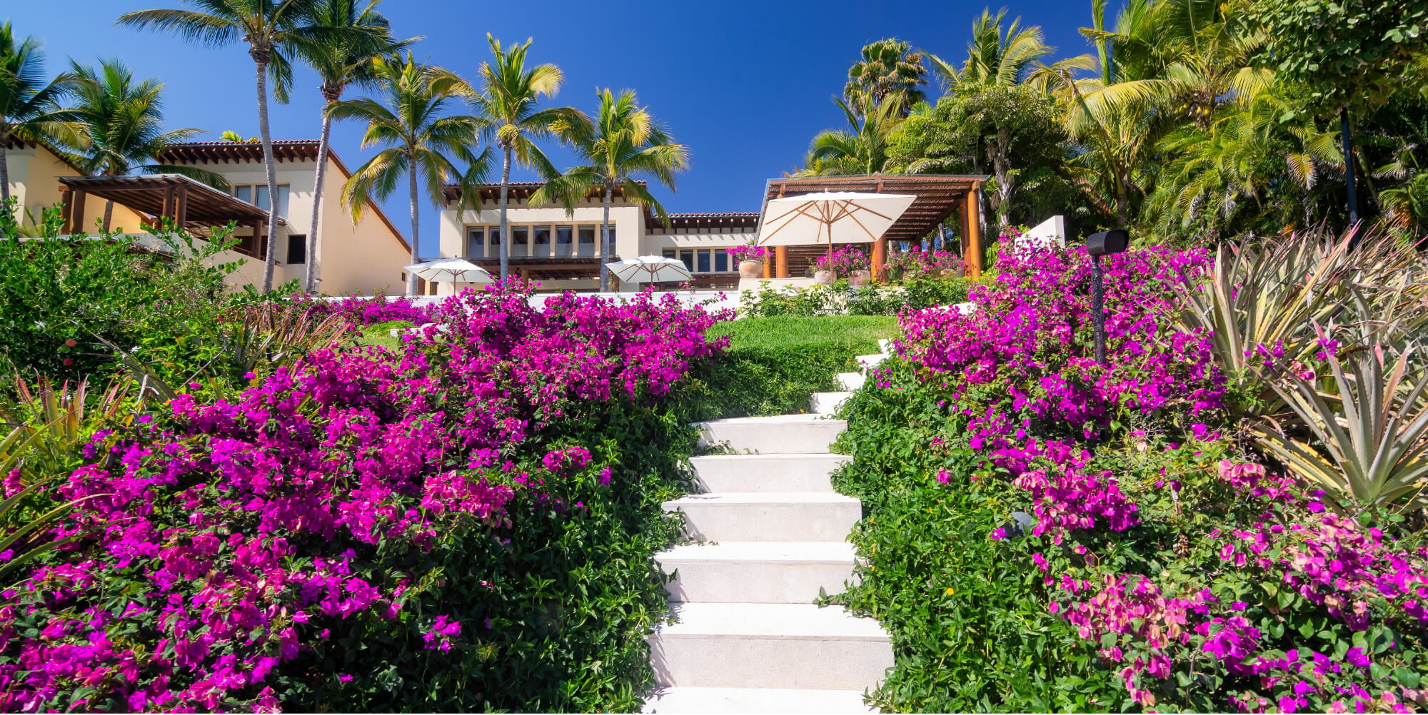 Close view up bougainvillea-flanked stone steps toward the pool terrace and wood-column pavilion, Estate Jaguar, Ranchos Estates, Punta Mita.