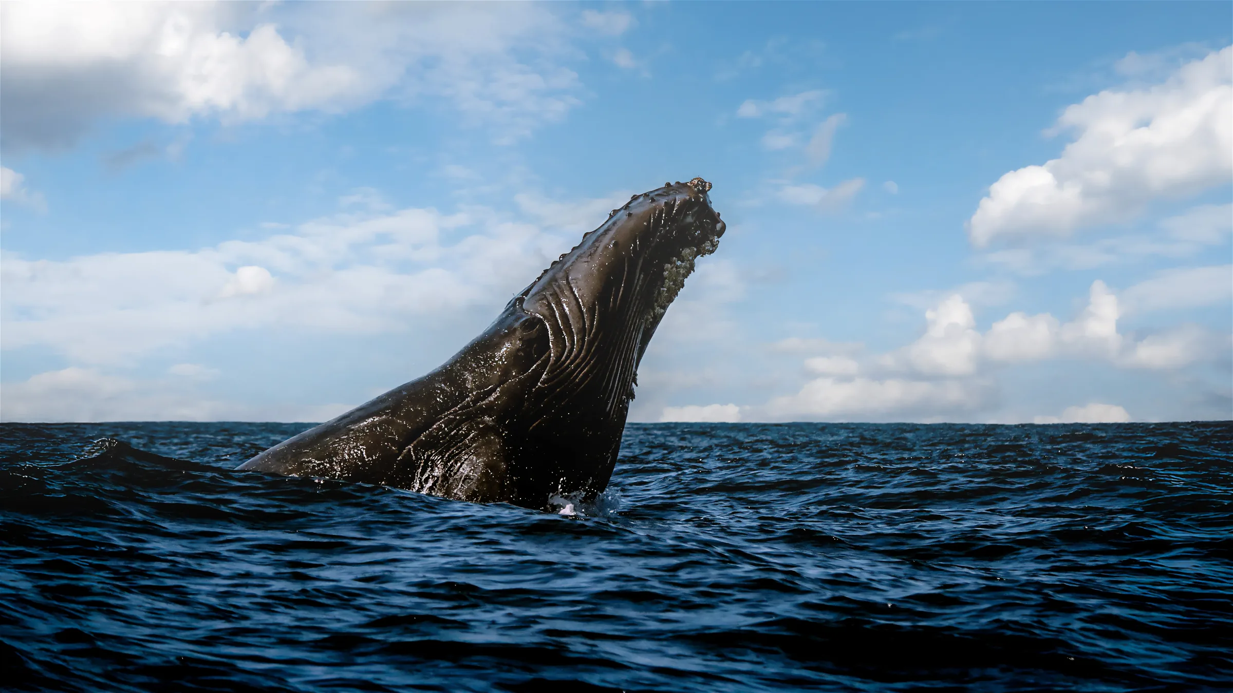 A humpback whale breaches near Punta Mita’s Ranchos Estates, echoing Casa Happy Paws' oceanfront magic under cloudy skies.